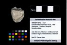 Foto (Objekt + Etikett) von Goniodromites complanatus (Reuss, 1858)  (NHMW-GEO-1990-0041-3942)